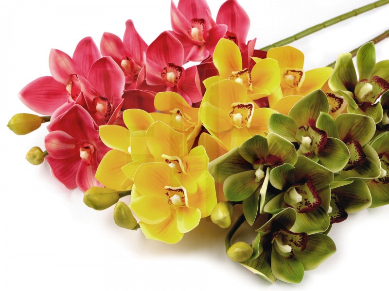 Mű orchidea hosszú Virág, toll, növény Mű orchidea hosszú Virág, toll, növény